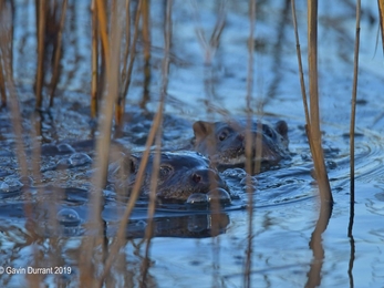 Two otters swimming at Carlton Marshes