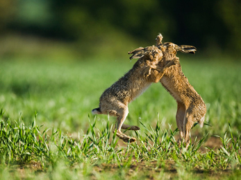 Suffolk Wildlife Trust