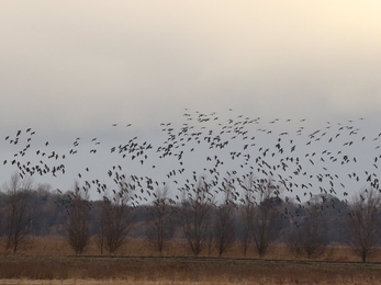 Pink-footed Geese flying over Oulton Marshes