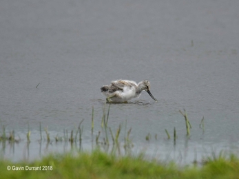 Avocet chick on scrapes at Carlton Marshes