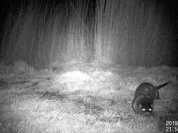 Video still of Otter at Carlton Marshes