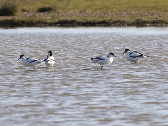 4 Avocets on Carlton Marshes scrapes