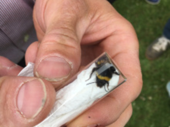 Bee in a pot