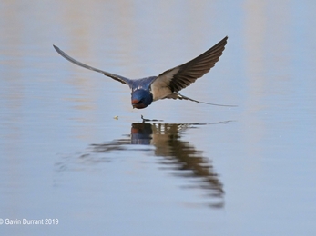 Swallows drinking at Carlton Marshes