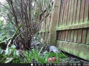 Squirrel on camera