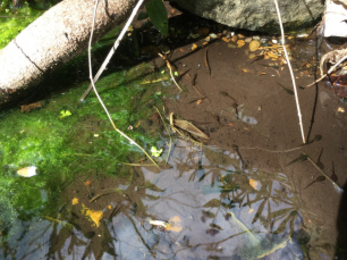 Tadpoles