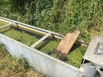 Water trough ramp