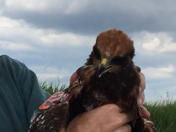 Suffolk Wildlife Trust