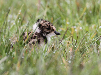 Lapwing chick - Margaret Holland