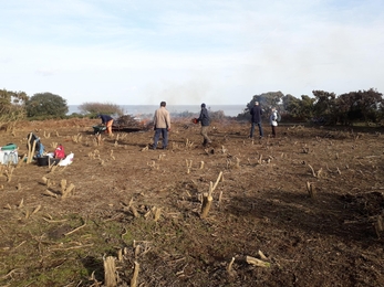 Gunton Warren work party, coppicing and burning gorse