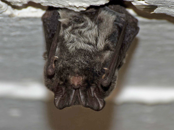 Barbastelle bat by Arthur Rivett