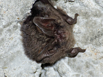 Barbastelle bat by Arthur Rivett