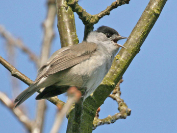 blackcap