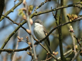 lesser whitethroat