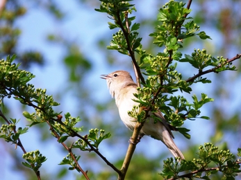 garden warbler