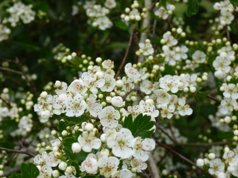 hawthorn beginning to flower