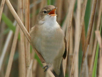 reed warbler