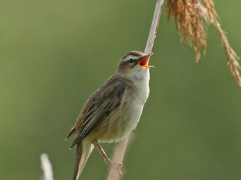 sedge warbler