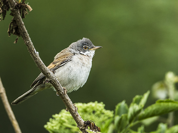 whitethroat