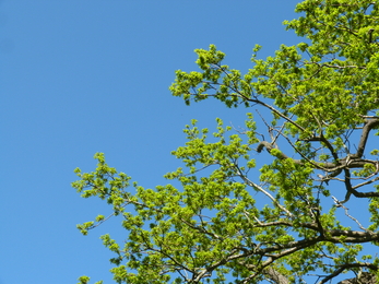 oaks have leaves and it is only April!