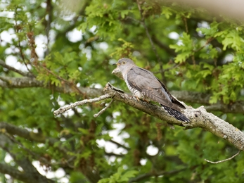 Cuckoo at Levington - Jim Farrow 
