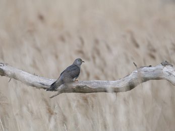 Cuckoo at Levington - Jim Farrow 