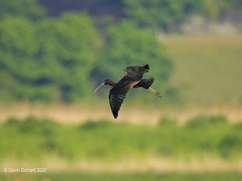 Glossy ibis - Gavin Durrant 