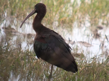 Glossy ibis - Matt Gooch 