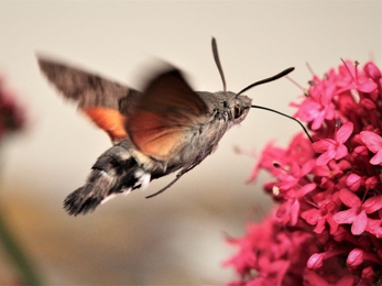 Hummingbird hawk moth - Macroglossum stellatarum - M D Smith small 