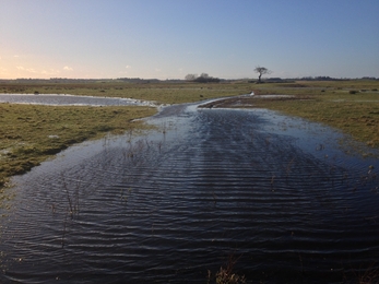 Wetland habitat for waders at Trimley Marshes, Andrew Excell