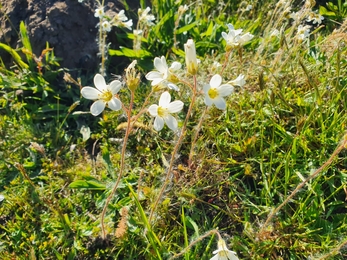 Meadow saxifrage - Joe Bell-Tye 