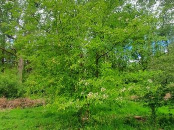 Wild service tree flowers Arger Fen - Joe Bell-Tye 