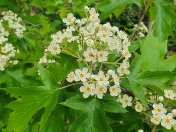 Wild service tree flowers - Joe Bell-Tye 