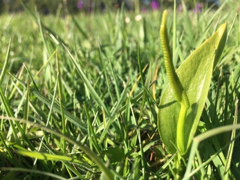 Adders tongue - Winks Meadow - Ellen Shailes 