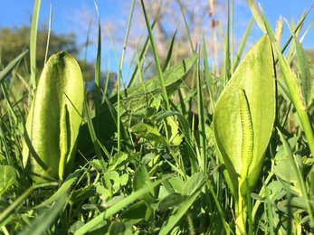 Adders tongue - Winks Meadow - Ellen Shailes 