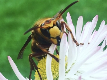 European hornet - Lucy Shepherd 