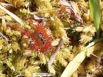 Round leaved sundew - Debs Crawford 