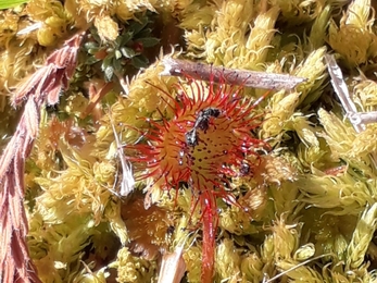 Round leaved sundew - Debs Crawford 