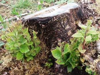 Coppiced birch - Bradfield Woods 