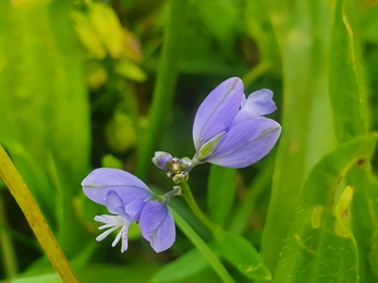 Common milkwort - Joe Bell-Tye