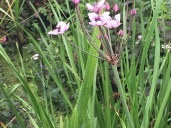 Flowering rush - Ellen Shailes 