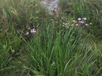 Flowering rush - Ellen Shailes 