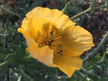 Yellow - horned poppy - Ben Calvesbert 