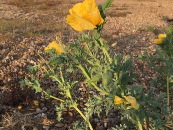 Yellow - horned poppy - Ben Calvesbert 