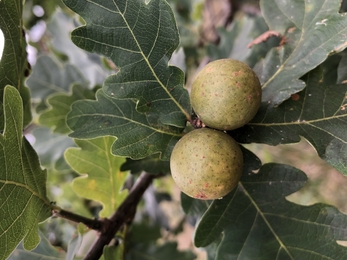 Oak marble gall (Andricus kollari) Lucy Shepherd 