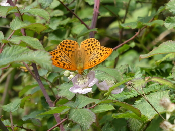 Male silver washed fritillary showing 'sex brands' - Paul Barren