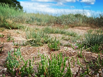 Marsh samphire - Lucy Shepherd 