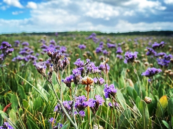 Sea lavender - Lucy shepherd 