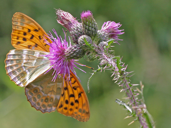 Silver washed fritillary showing underwing - Steve Aylward