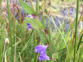 Skullcap - Ellen Shailes 